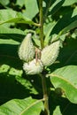 Common Milkweed seedpods Ã¢â¬â Ascleplas syriaca